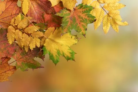 Autumn background Stock Photos