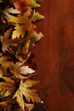 Autumn background Stock Photos