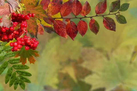 Autumn background Stock Photos