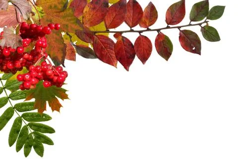 Autumn background Stock Photos
