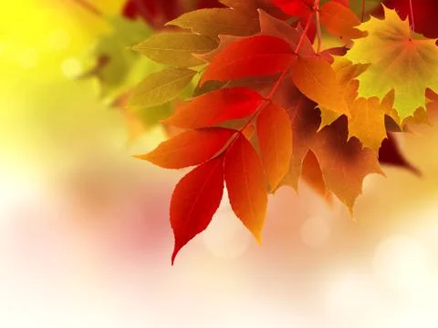 Autumn background Stock Photos
