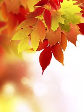 Autumn background Stock Photos