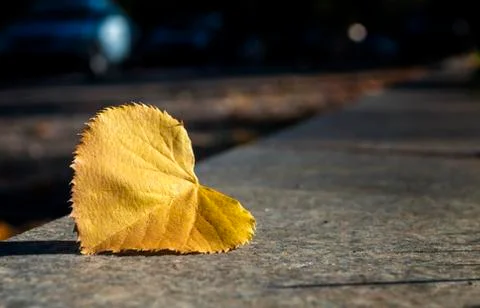Autumn background Stock Photos