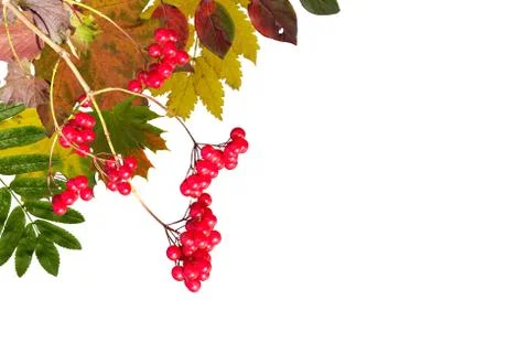 Autumn background Stock Photos