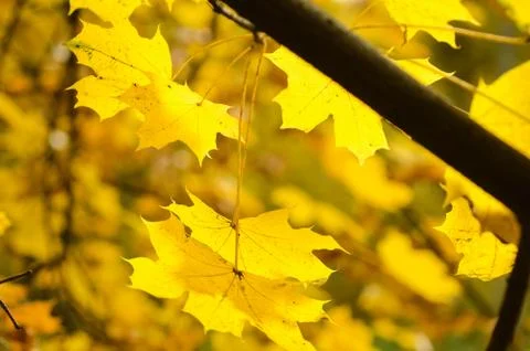 Autumn background Photos