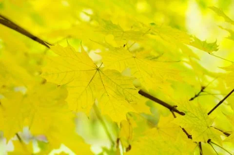 Autumn background Stock-Fotos