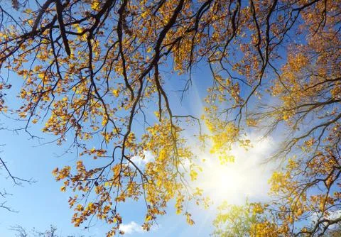 Autumn background Foto stock