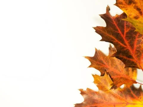 Autumn background Stock Photos
