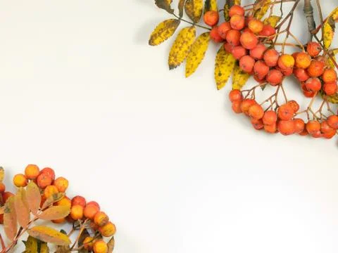 Autumn background Stock Photos