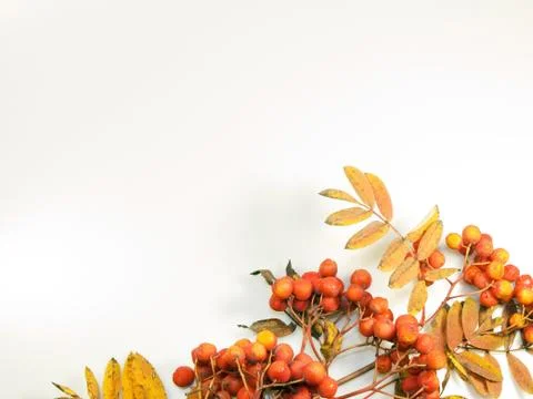 Autumn background Stock Photos