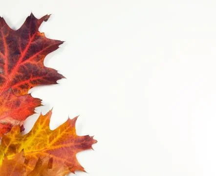 Autumn background Foto stock
