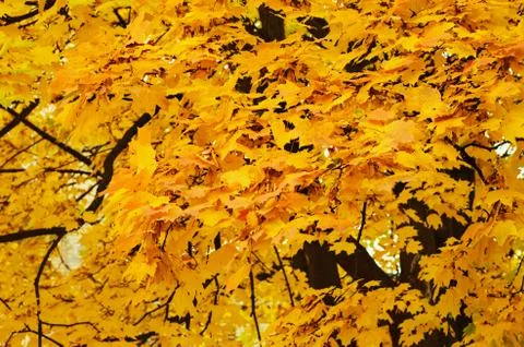 Autumn background Foto stock