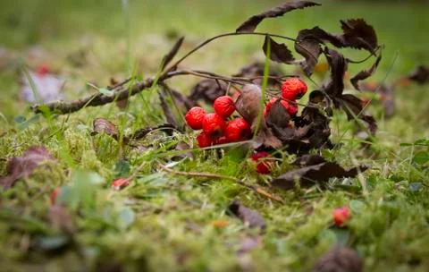 Autumn background Stock Photos