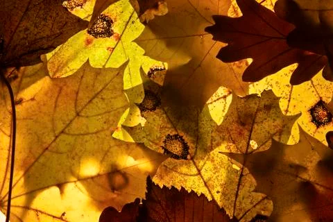 Autumn background. Stock Photos