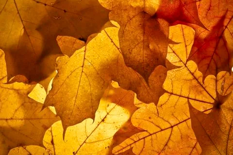 Autumn background. Stock Photos
