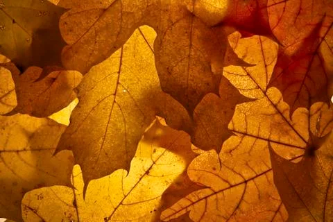 Autumn background. Stock Photos