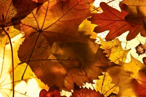 Autumn background. Stock Photos