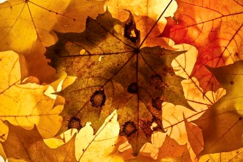 Autumn background. Stock Photos