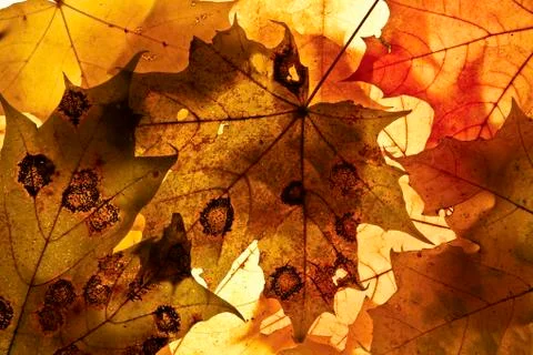 Autumn background. Stock Photos