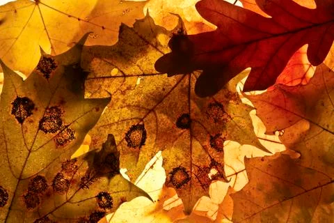 Autumn background. Stock Photos