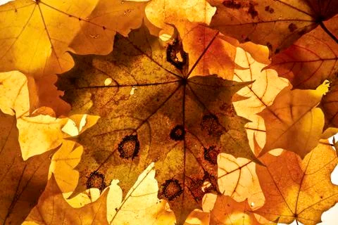 Autumn background. Stock Photos