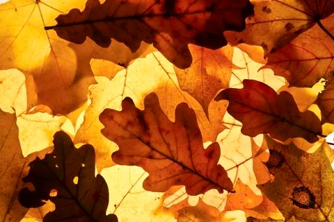 Autumn background. Stock Photos