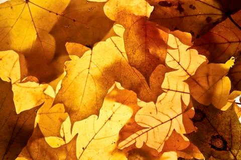Autumn background. Stock Photos