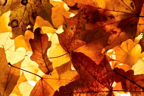 Autumn background. Stock Photos
