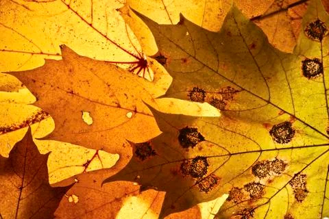 Autumn background. Stock Photos