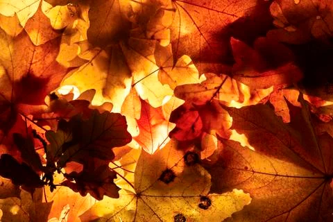 Autumn background. Stock Photos