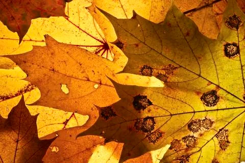Autumn background. Stock Photos