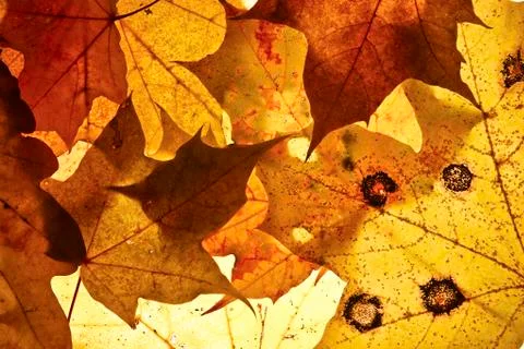 Autumn background. Stock Photos
