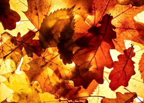 Autumn background. Stock Photos