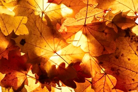 Autumn background. Stock Photos