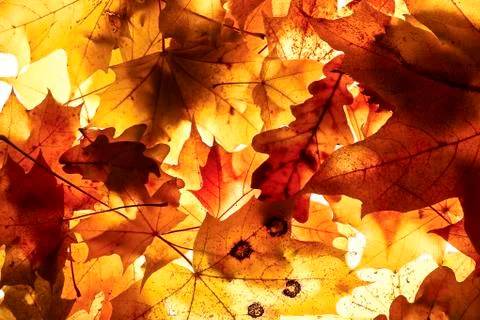 Autumn background. Stock Photos