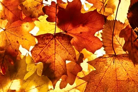Autumn background. Foto stock