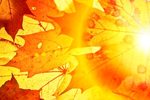 Autumn background. Stock Photos