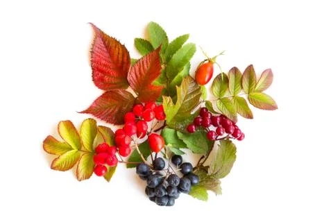 Autumn background Stock Photos
