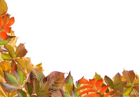 Autumn background. Stock Photos