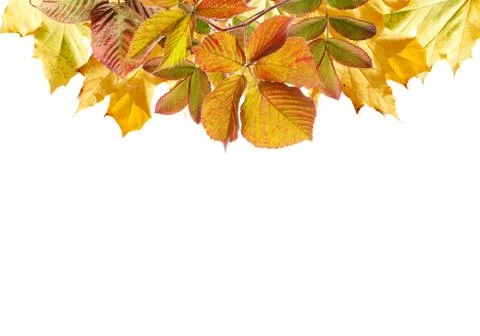 Autumn background. Stock Photos