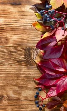 Autumn background Foto stock