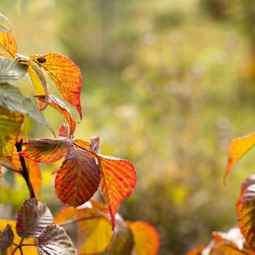 Autumn background. Stock Photos