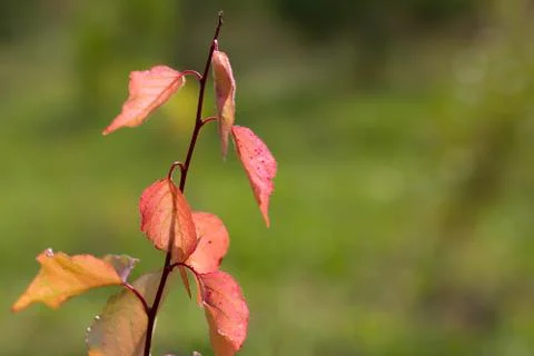 Autumn background. Stock Photos