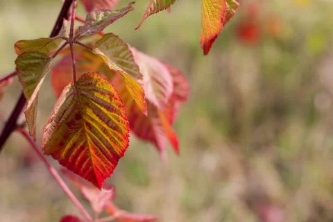 Autumn background. Stock Photos