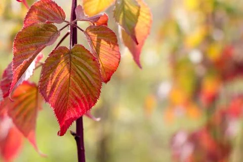 Autumn background. Foto stock