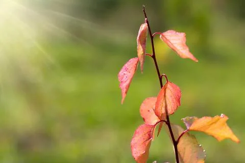 Autumn background. Stock Photos
