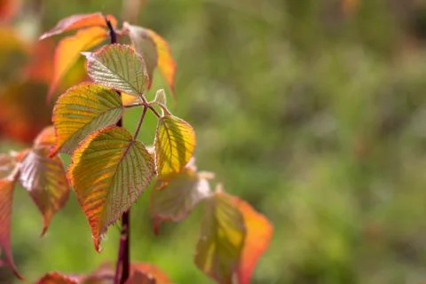 Autumn background. Stock Photos