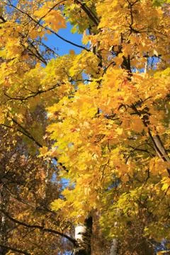 Autumn Background Stock Photos