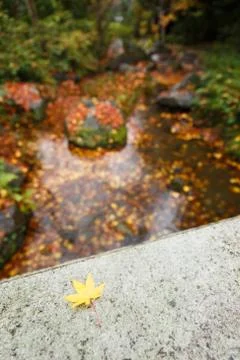 Autumn background Stock Photos