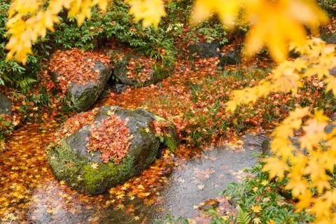 Autumn background Stock Photos